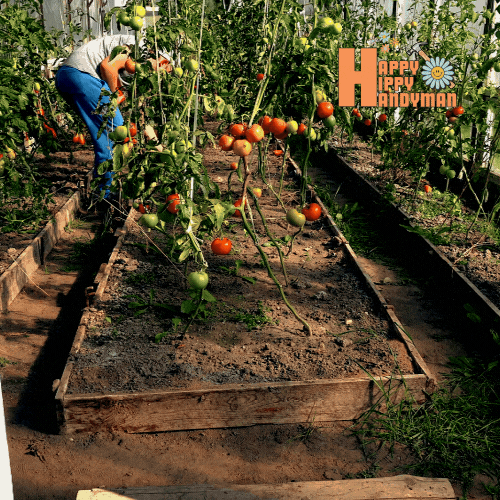 Man harvesting ripe tomatoes in a well-designed greenhouse, demonstrating the benefits of professional Greenhouse Builds & Installation Services.