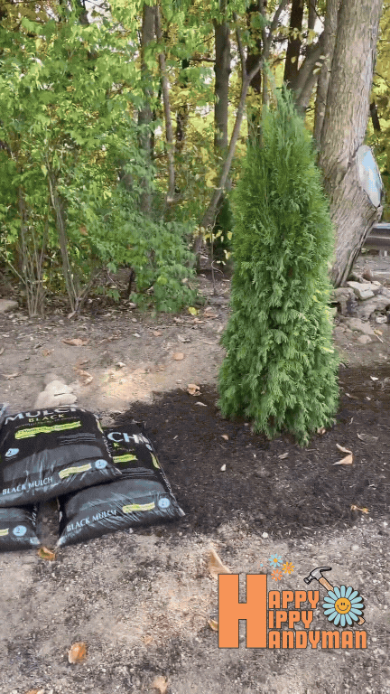 Placing a young evergreen tree (Arbor Vitae) and surrounding it with black mulch, demonstrating sustainable landscaping for a lush garden.