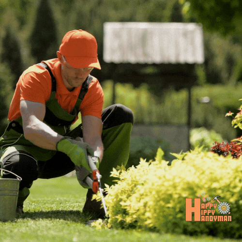 Gardener shaping a hedge with shears, showing precise Landscaping for a polished outdoor look.