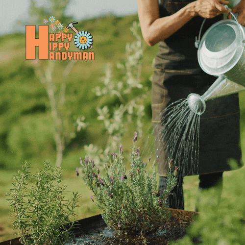 Person watering lavender and rosemary plants, reflecting sustainable and nurturing Landscaping practices.